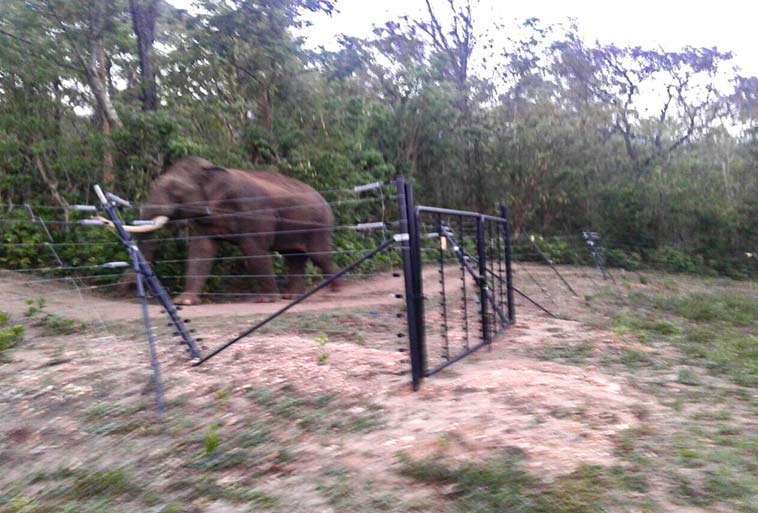 Elephant Control Fence Image - Agrifenz®