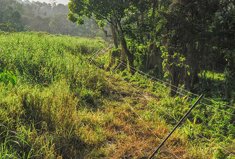 Elephant Control Fence Image - Agrifenz®