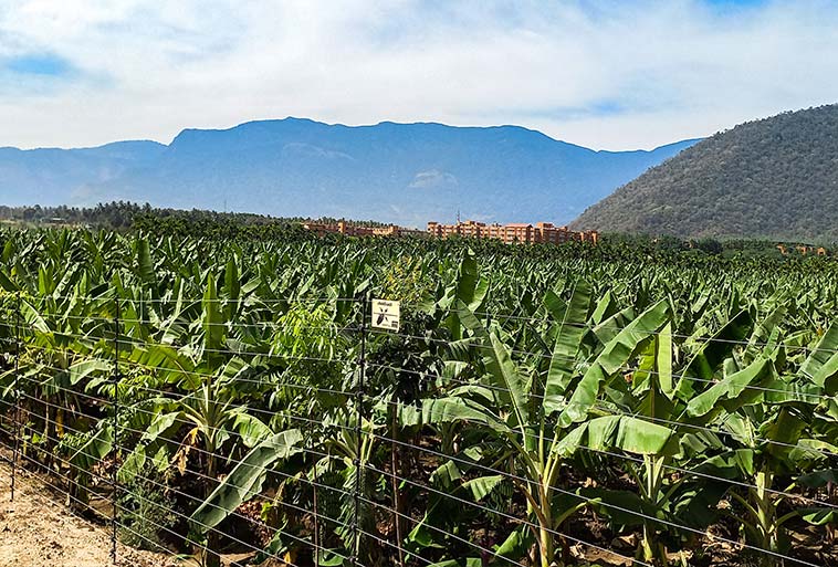 Elephant Control Fence Image - Agrifenz®